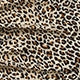Leopard Drawstring Short Sleeve Off The Shoulder Pencil Natural Mini Dress